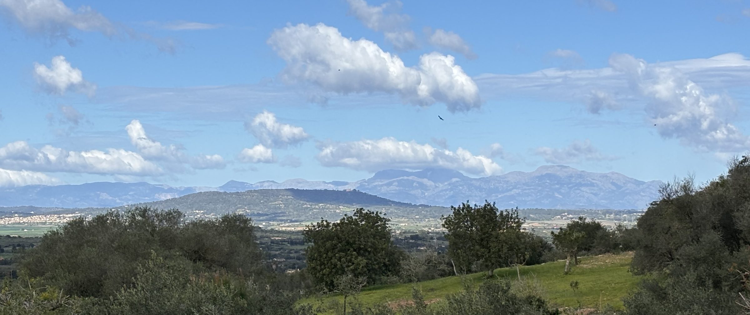 Blick zur Tramuntana – Greifvogel über den Hügeln und Feldern